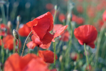 open bud of red poppy flower in the wind. wonderful sunny afternoon. blurred background