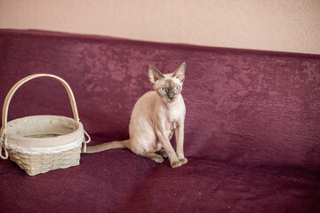 Siamese smooth-haired cat sits on cherry-colored sofa