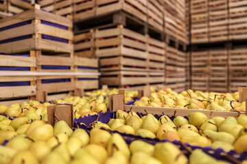 Pears in crates ready for shipping. Cold storage interior. © Dusan Petkovic