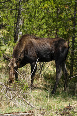 Naklejka na ściany i meble Moose in Rocky Mountain national park 