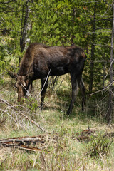 Moose in the woods