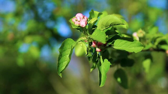 A branch with pink-red apple blossoms sways in the wind.