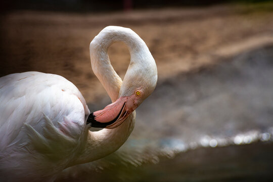 Beautiful pink flamingos in the Odessa zoo birds in captivity