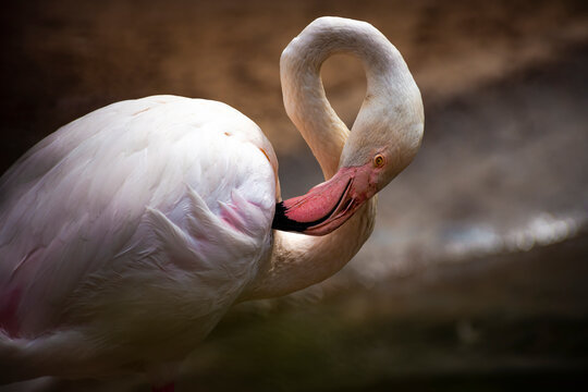 Beautiful pink flamingos in the Odessa zoo birds in captivity