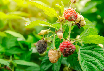 Rotten overripe red raspberries grow in the garden. Bad harvest. Spoiled berry, mold on berries....