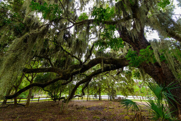 Hilton Head Island, South Carolina, USA, Oak Trees with Spanish Moss