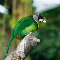 The fire-tufted barbet is a species of bird in the Asian barbet family Megalaimidae.where it inhabits tropical moist lowland and montane forests.