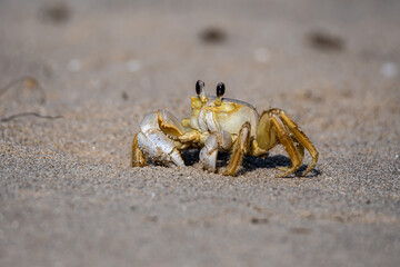 Sand Crab on the Beach