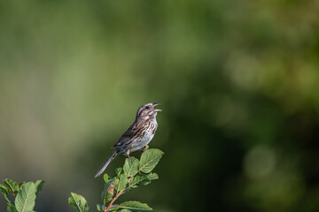 Song Sparrow Singing on a Tree Top