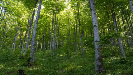 Obraz premium Forest, Suva Planina (The dry mountain), Serbia 