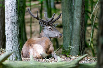 Naklejka na ściany i meble deer resting in the forest during the day