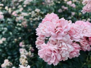 Flowers on the street. Natural background