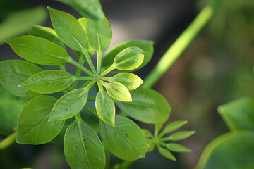 Tiny new growth leaves on a dwarf umbrella tree