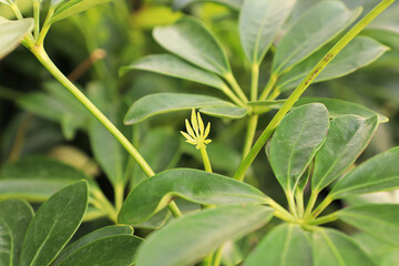 Tiny new growth leaves on a dwarf umbrella tree