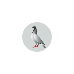 pigeon icon