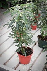 A scheffllera umbrella tree in a pot