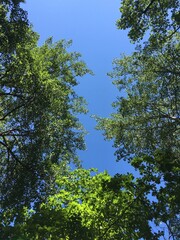 trees in the forest