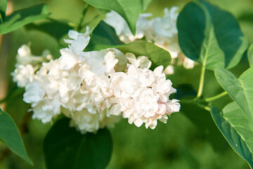 White Lilac shrub flowers blooming in spring garden. Common lilac Syringa vulgaris bush. Close-up with soft focus of a branch on a lilac tree. Selective focus.