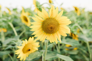 Local travel. Natural light, countryside landscape. Lifestyle photography