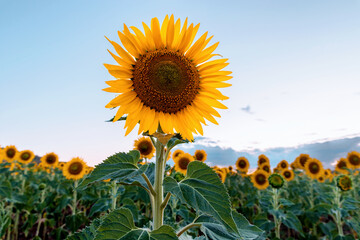 field of sunflowers at sunset