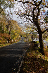 Country road lined with autumn trees
