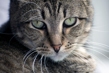 Close up of a tabby cat's face.