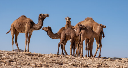 A group of camels resting in a remote desert region.