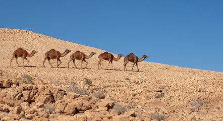A group of wild camels on their way in the remote desert region.