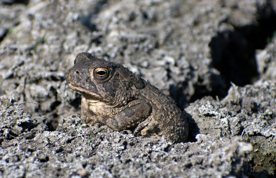 Close up of a toad in a crack in the mud. 