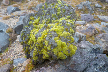 栃木県那須郡那須町の那須岳に霧の中で紅葉を見るために登山している風景 A view of climbing Mt. Nasu in Nasu-machi, Nasu-gun, Tochigi Prefecture, to see the autumn leaves in the fog.