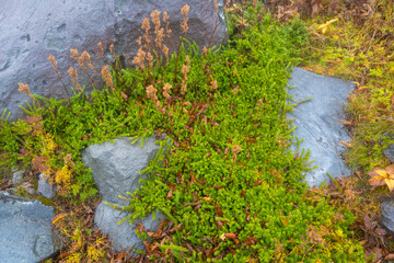 栃木県那須郡那須町の那須岳に霧の中で紅葉を見るために登山している風景 A view of climbing Mt. Nasu in Nasu-machi, Nasu-gun, Tochigi Prefecture, to see the autumn leaves in the fog.
