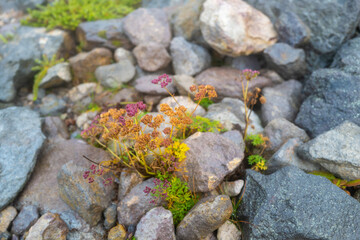 栃木県那須郡那須町の那須岳に霧の中で紅葉を見るために登山している風景 A view of climbing Mt. Nasu in Nasu-machi, Nasu-gun, Tochigi Prefecture, to see the autumn leaves in the fog.