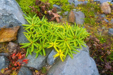 栃木県那須郡那須町の那須岳に霧の中で紅葉を見るために登山している風景 A view of climbing Mt. Nasu in Nasu-machi, Nasu-gun, Tochigi Prefecture, to see the autumn leaves in the fog.