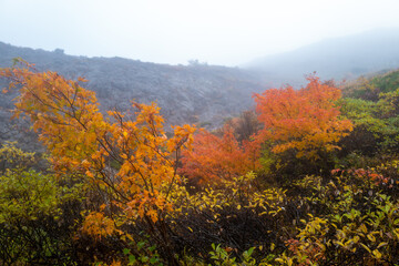 栃木県那須郡那須町の那須岳に霧の中で紅葉を見るために登山している風景 A view of climbing Mt. Nasu in Nasu-machi, Nasu-gun, Tochigi Prefecture, to see the autumn leaves in the fog.