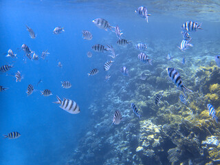 scissortail sergeant or striptailed damselfish at the coral reef
