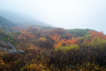 栃木県那須郡那須町の那須岳に霧の中で紅葉を見るために登山している風景 A view of climbing Mt. Nasu in Nasu-machi, Nasu-gun, Tochigi Prefecture, to see the autumn leaves in the fog.