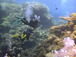 Naklejka na ściany i meble scuba divers and coral reef