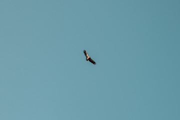 Vulture flying