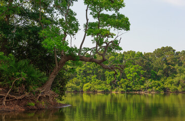 Hilton Head Island, South Carolina, USA, Sea Pines Forest Preserve