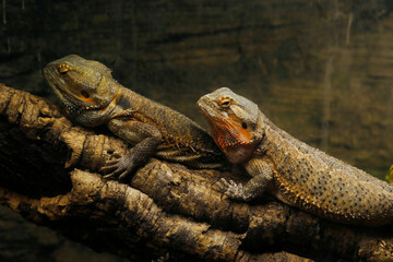 bearded dragon, The name 