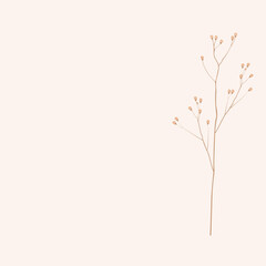 A delicate branch of a flower vector stock illustration. A cream palette in a minimalistic style. Template for a wedding card.