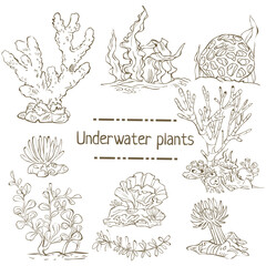 Set of hand drawn seaweed isolated on white.