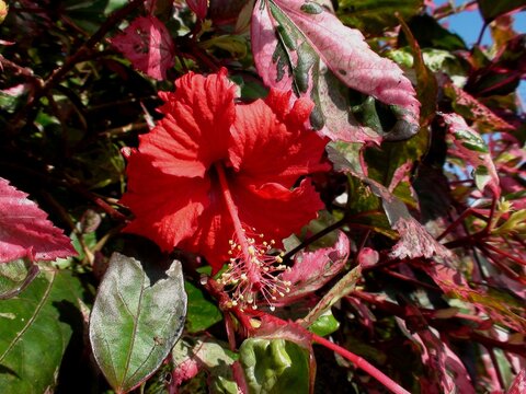 planta flor hibisco - hibiscus