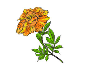 Hand drawn sketch black and color of marigold flower, leaf. Vector illustration. Elements in graphic style label, card, sticker, menu, package.