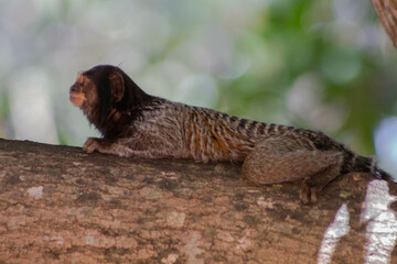 Sagui - Macaco 4 © Lucas