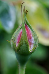 close up of a bud of rose