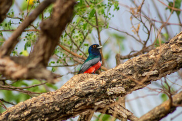 Surucuá-de-barriga-vermelha 2