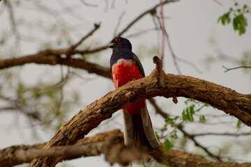 Surucuá-de-barriga-vermelha 3