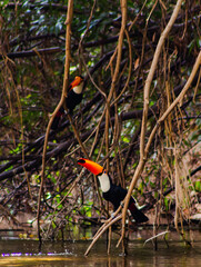 Tucano 2