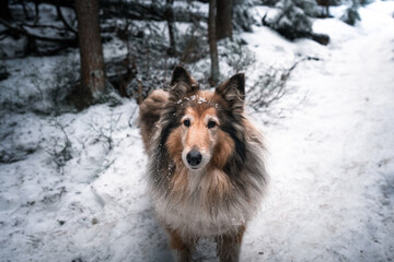 Portrait of a beautiful red fluffy dog collie on the background of the winter forest. Dog standing on the grass covered with frost